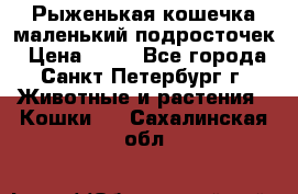 Рыженькая кошечка маленький подросточек › Цена ­ 10 - Все города, Санкт-Петербург г. Животные и растения » Кошки   . Сахалинская обл.